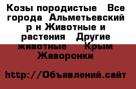 Козы породистые - Все города, Альметьевский р-н Животные и растения » Другие животные   . Крым,Жаворонки